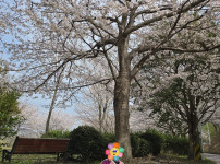 2026.04.03 3차아웃팅 (덕동 꽃길 나들이)